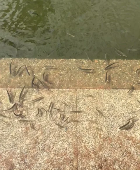 Many small fish move underwater in the pond of the city park. Feeding carp. Video stock 306153460