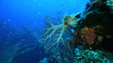 Many small fish in the ocean. Stock Footage 325733482