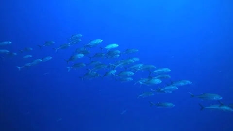 Many small fish in the ocean. Stock Footage 325733484