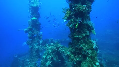 Many small fish in the ocean. Video stock 325733485