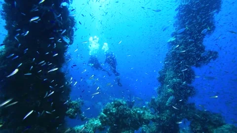 Many small fish in the ocean. Stock Footage 325733487