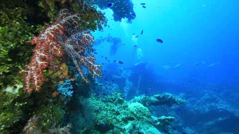 Many small fish in the ocean. Stock Footage 325733488