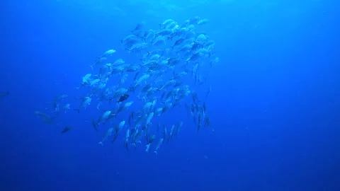 Many small fish in the ocean. Video stock 325733491
