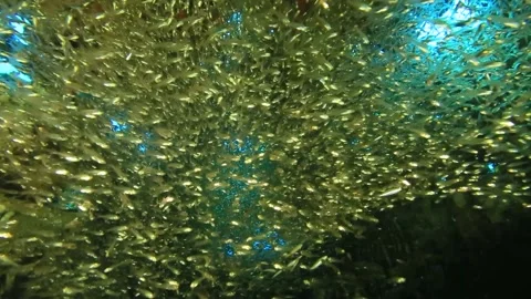 Many small fish in the ocean. Stock Footage 325733492