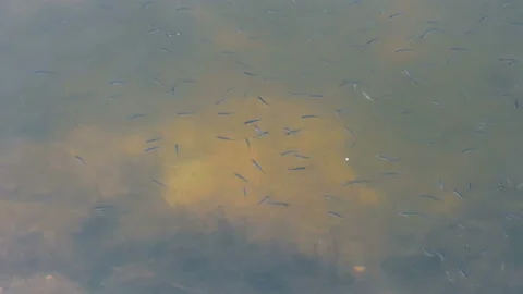 Many small fish randomly moving in the muddy water of a river or lake Video stock 107480525