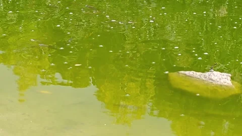 Many small fish in still water Stock Footage 318320042