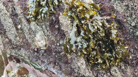 Many small flies fly over the algae Stock Footage 292648525