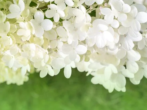 Many small flowers of white hydrangea Stock Photos