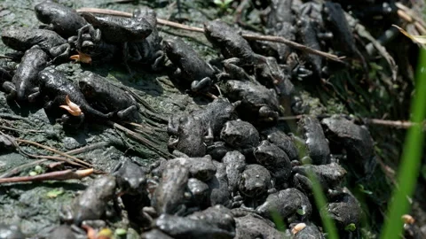 Many small frogs in a pond, close-up Stock Footage 91848904