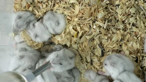 Many small funny hamsters in cage on sawdust. White jungar hamster drinking Stock Footage 168439564