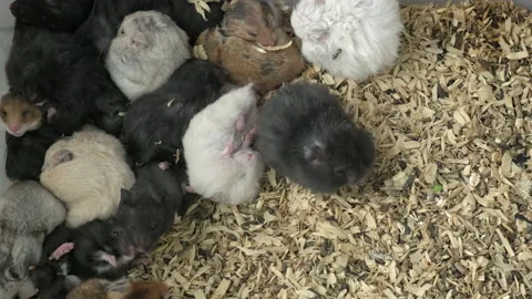 Many small funny jungar hamsters in cage on sawdust. Fluffy and cute dzhungar Video stock 167535498