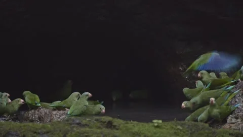 Many small green parrots drinking water to get salt in amazon rainforest Stock Footage 282337314