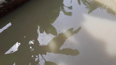 Many Small Insects Floating on Murky Water, Reflections of Plants in Pond u.. Stock Footage 337952768