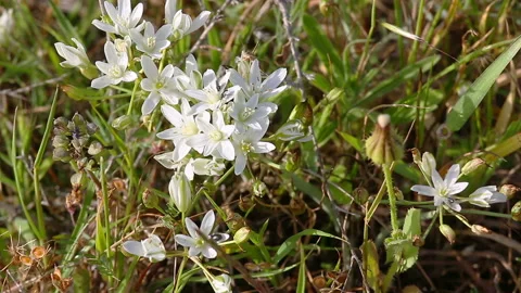 Many small insects sitting on a white flowers Stock Footage 91937140