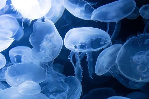 Many small jellyfish Stock Photos