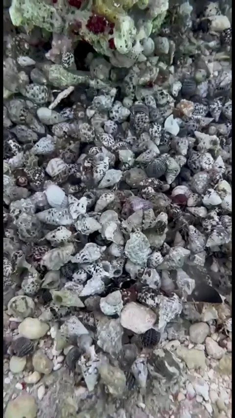 Many Small Live Marine Snails Moving on the Seabed in Marsa Alam, Egypt Видео 345147061