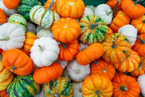 Many small mini pumpkins in a box, different colors white, orange, striped. Fotos Stock