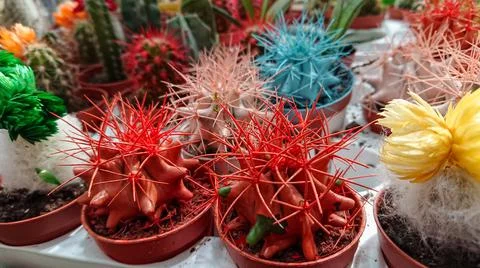 Many small multicolored cacti on the shelf Stock Photos