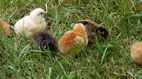 Many small newborn chicks walk in the grass in the garden. Stock Footage 316316906