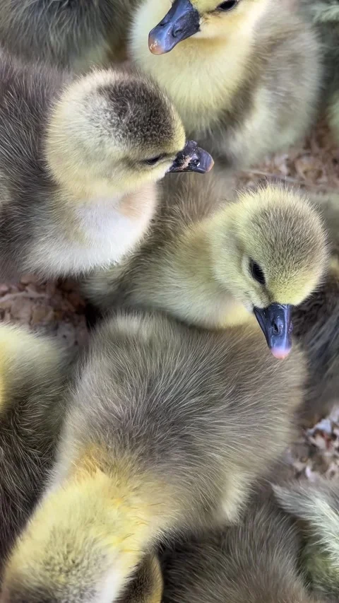 Many small newborn ducks. Duck farming. Stock Footage 314094513