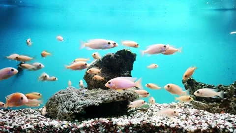 Many small orange fish in the aquarium of the oceanarium, school of fish Stock Footage 295105147