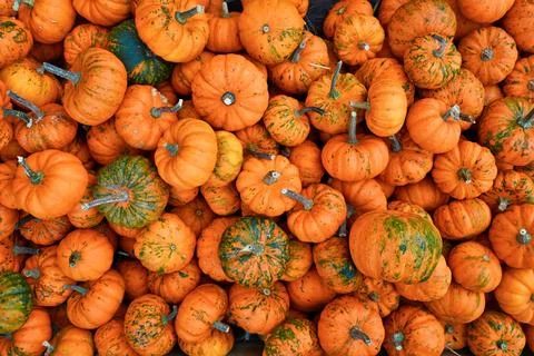 Many small orange Jack Be Little pumpkins Stock Photos