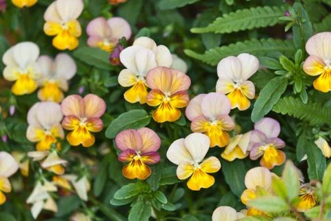 Many small pansy Stock Photos
