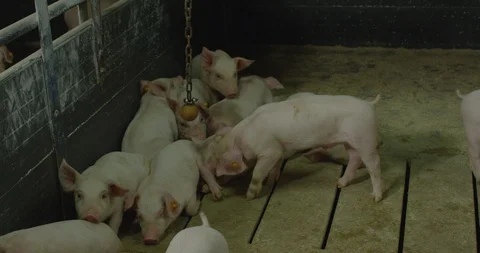 Many small pigs rest in the cage Video stock 97739530