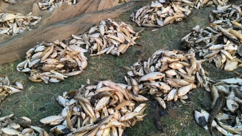 Many small piles of fresh small-scale caught fish. Stock Footage 337819771