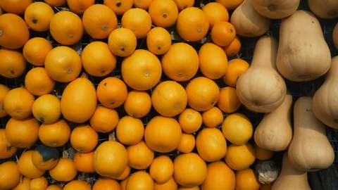 Many Small Pumpkins Stock Footage 97869752