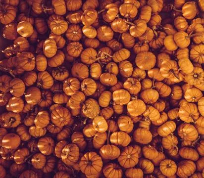 Many Small Pumpkins 写真素材