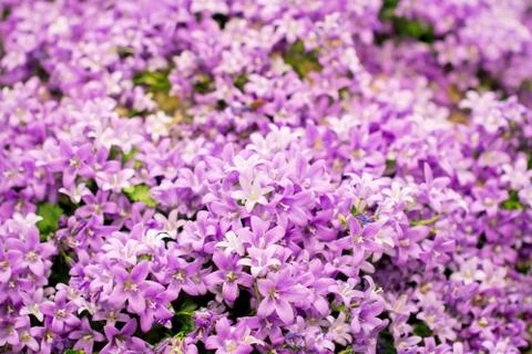 Many small purple flowers Stock Photos