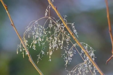 Many small raindrops on a thin branch Stock-Fotos