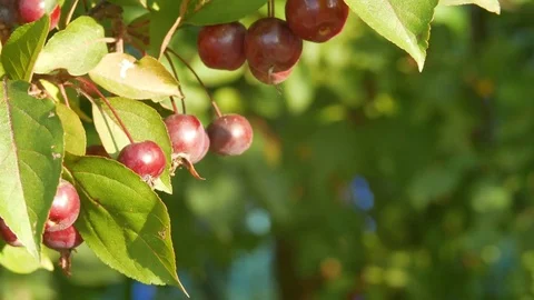 Many small red apples on an apple tree. A light breeze hardly prevents the Stock Footage 80931041