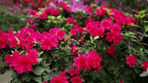 Many Small Red Flowers on Bushes Azaleas on Which a Woman Moves Stock Footage 76384337