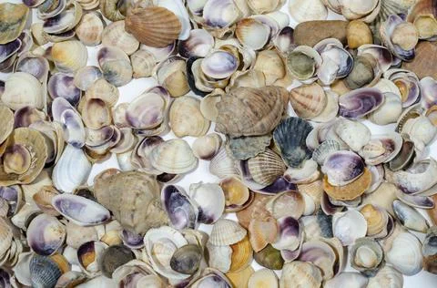 Many small seashells of various kinds close-up with a place for inscription Stock Photos