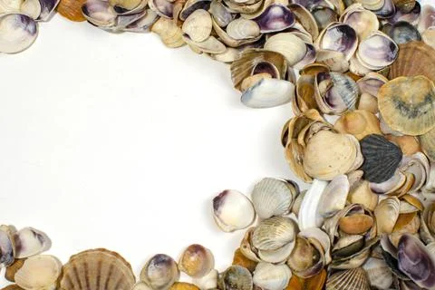 Many small seashells of various kinds close-up with a place for inscription Foto stock