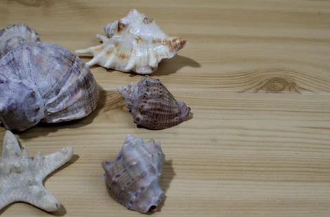 Many small seashells of various kinds on a wooden table Stock Photos