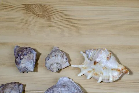 Many small seashells of various kinds on a wooden table Foto stock