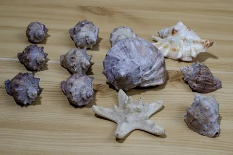Many small seashells of various kinds on a wooden table Foto stock