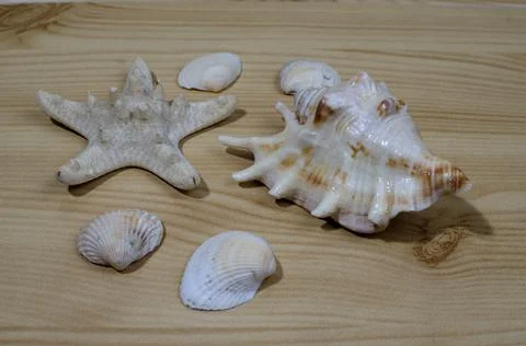 Many small seashells of various kinds on a wooden table Stock Photos
