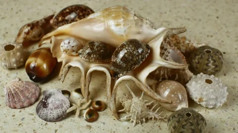 Many small shells around one large shell. Flat lay, pile of sea shells on a Stock Footage 221732168