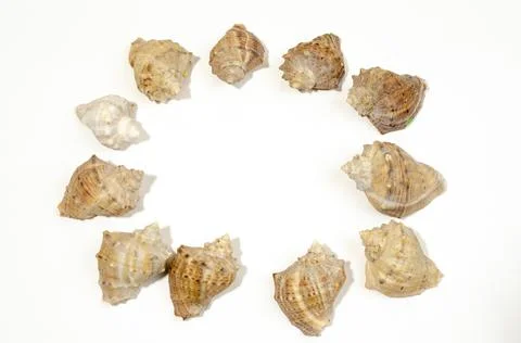 Many small shells of various species close-up Stock Photos