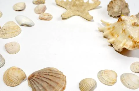 Many small shells of various species close-up Stock Photos