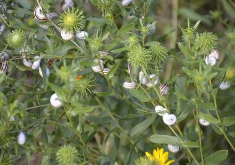 Many small snails with striped shells rest on the leaves and stems of plants Stock Photos