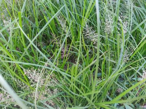 Many small spore middle of some green colored bush on fresh soil,growing beau Stock Photos