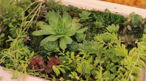 Many small succulents in the frame Stock Footage 53799049