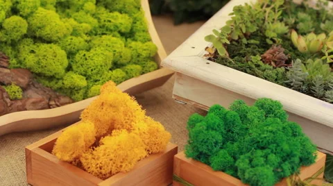 Many small succulents in the frame Stock Footage 53799057