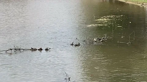 Many small turtles climbing and sunning on a branch floating in the water Stock Footage 165371951
