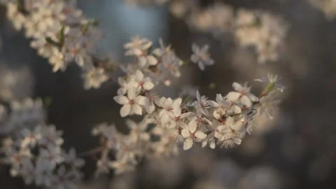 Many small white flowers bloom on a branch. Magical spring period. Stock Footage 277676016